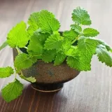 toraf-melisa-lekarska-05g-cykl-rozwojowy-rosliny-wieloletnia