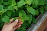 toraf-melisa-lekarska-05g-odmiana-lekarska