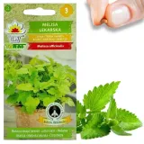 toraf-melisa-lekarska-05g-cechy-charakterystyczne-lubiace-slonce-oczyszczajace-powietrze-proste-w-pielegnacji