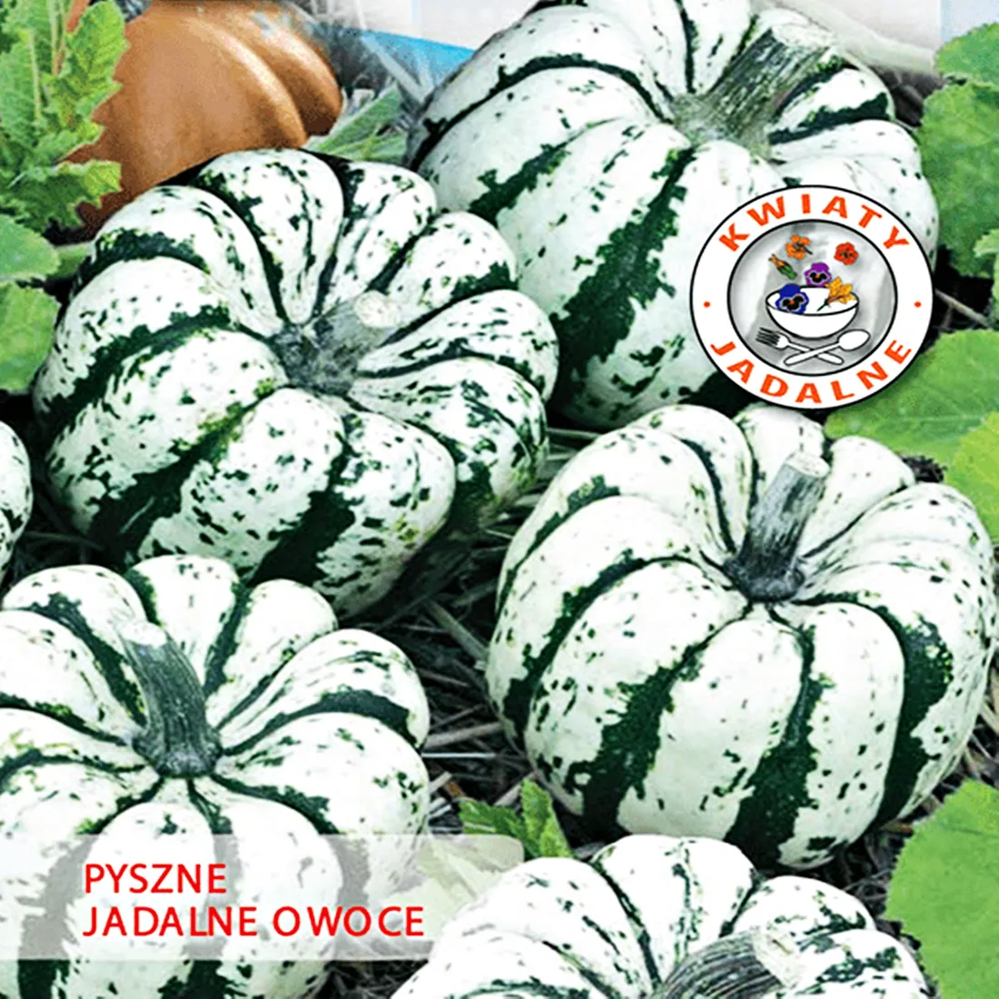 toraf-dynia-ozdobna-sweet-dumpling-2g-rodzaj-rosliny-warzywa-ozdobne