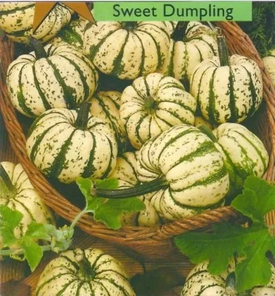 toraf-dynia-ozdobna-sweet-dumpling-2g-odmiana-dynia-sweet-dumpling