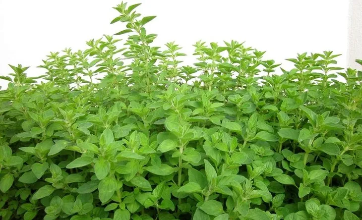 toraf-majeranek-1g-rodzaj-rosliny-majeranek