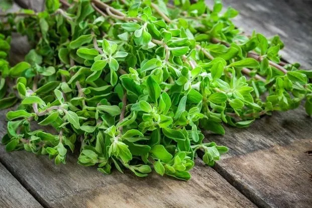 toraf-majeranek-1g-marka-toraf