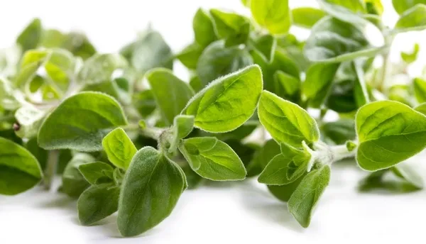 toraf-majeranek-1g-kod-producenta-t2429