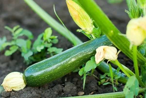 toraf-cukinia-nefertiti-3g-rodzaj-rosliny-kabaczki-i-cukinie-cechy-charakterystyczne-lubiace-slonce-proste-w-pielegnacji-przyjazne-dla-zwierzat