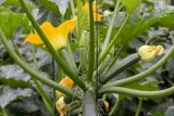 toraf-cukinia-nefertiti-3g-rodzaj-rosliny-kabaczki-i-cukinie-nazwa-lacinska-cucurbita-pepo-patisoniana