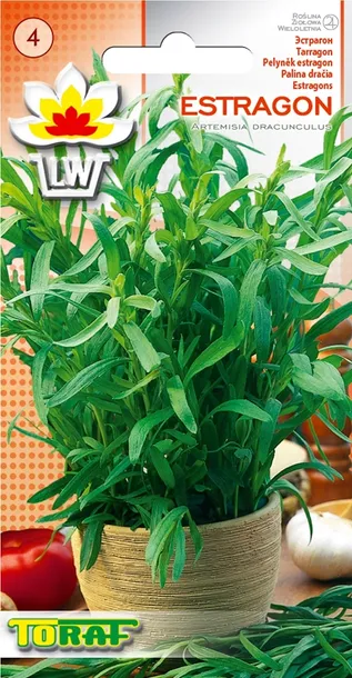 toraf-estragon-01g-cykl-rozwojowy-rosliny-wieloletnia