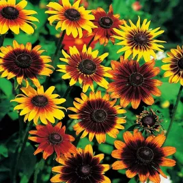 toraf-rudbekia-dwubarwna-1g