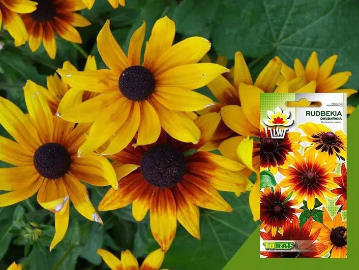 toraf-rudbekia-dwubarwna-1g-styl-ogrod-japonski-ogrod-nowoczesny-ogrod-skalny-ogrod-srodziemnomorski-ogrod-wiejski