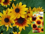 toraf-rudbekia-dwubarwna-1g-styl-ogrod-japonski-ogrod-nowoczesny-ogrod-skalny-ogrod-srodziemnomorski-ogrod-wiejski