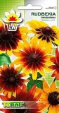 toraf-rudbekia-dwubarwna-1g-cykl-rozwojowy-rosliny-jednoroczna