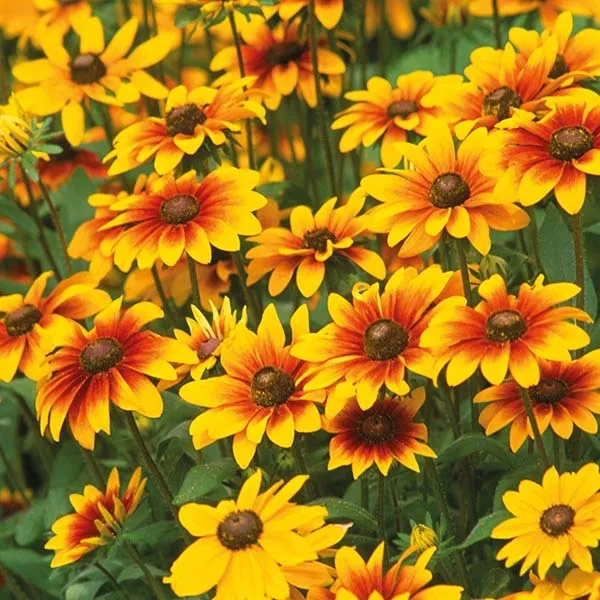 toraf-rudbekia-dwubarwna-1g-kod-producenta-torudw1g