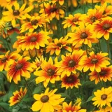toraf-rudbekia-dwubarwna-1g-kod-producenta-torudw1g