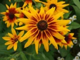 toraf-rudbekia-dwubarwna-1g-odmiana-dwubarwna