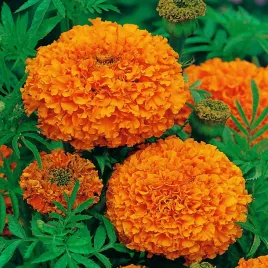 toraf-aksamitka-wysoka-fantatic-05g-pomaranczowa