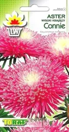 toraf-aster-ksiaz-roz-connie-1g