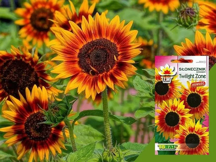 toraf-slonecznik-twilight-zone-05g-kod-producenta-tosltwzo5g