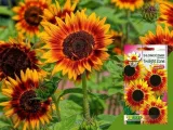toraf-slonecznik-twilight-zone-05g-kod-producenta-tosltwzo5g