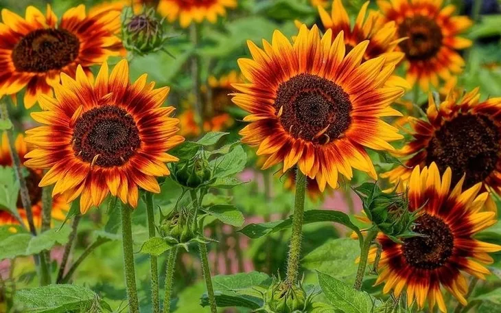 toraf-slonecznik-twilight-zone-05g-nazwa-lacinska-helianthus-annus