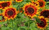 toraf-slonecznik-twilight-zone-05g-nazwa-lacinska-helianthus-annus