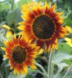 toraf-slonecznik-twilight-zone-05g-rodzaj-rosliny-sloneczniki-styl-ogrod-japonski-ogrod-nowoczesny-ogrod-skalny-ogrod-srodziemnomorski-ogrod-wiejski