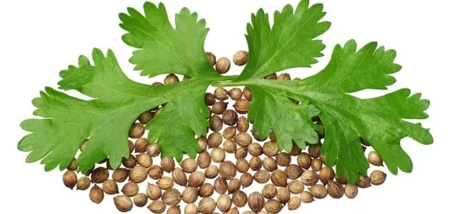 toraf-kolendra-siewna-2g-rodzaj-rosliny-kolendra