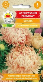 toraf-aster-peoniowy-sonata-1g-morelowy