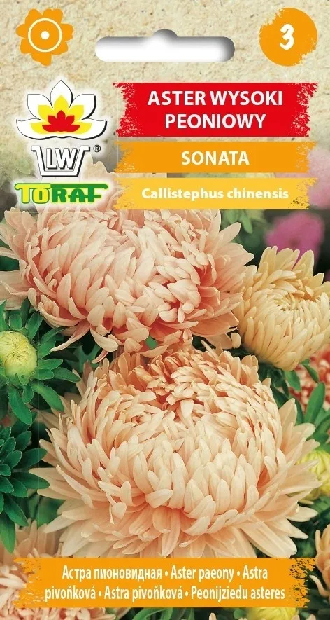 toraf-aster-peoniowy-sonata-1g-morelowy-rodzaj-rosliny-astry