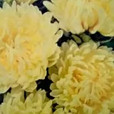 toraf-aster-peoniowy-sonata-1g-morelowy-rodzaj-rosliny-astry