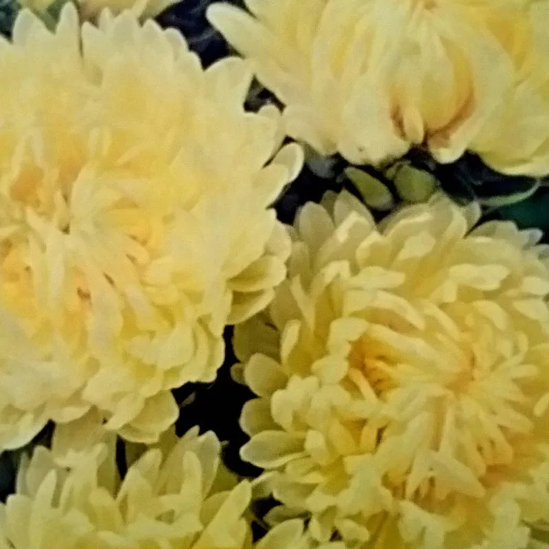 toraf-aster-peoniowy-sonata-1g-morelowy-rodzaj-rosliny-astry