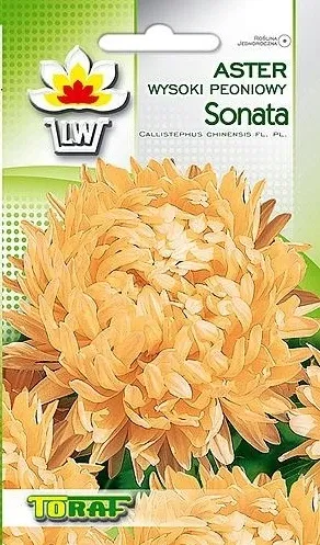 toraf-aster-peoniowy-sonata-1g-morelowy-styl-ogrod-nowoczesny-ogrod-skalny-ogrod-srodziemnomorski-ogrod-wiejski