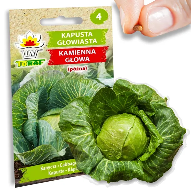 toraf-koper-ogrodowy-krezus-5g-nazwa-lacinska-anethum