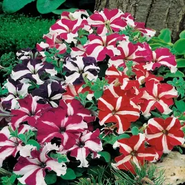 toraf-petunia-niska-gwiezdzista-01g