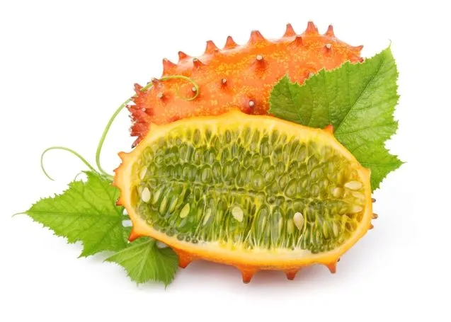 toraf-kiwano-03g-styl-ogrod-nowoczesny-ogrod-srodziemnomorski-cykl-rozwojowy-rosliny-jednoroczna