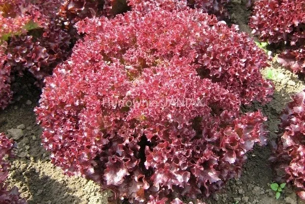 toraf-salata-lollo-rossa-1g-cykl-rozwojowy-rosliny-jednoroczna