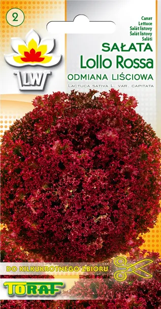 toraf-salata-lollo-rossa-1g-rodzaj-rosliny-salata-cykl-rozwojowy-rosliny-jednoroczna