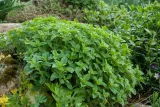 toraf-oregano-05g-rodzaj-rosliny-oregano