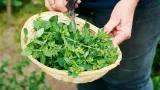 toraf-oregano-05g-kod-producenta-toraf