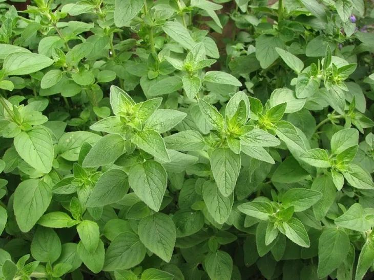toraf-oregano-05g-odmiana-oregano