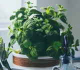 toraf-mieta-pieprzowa-01g-marka-toraf