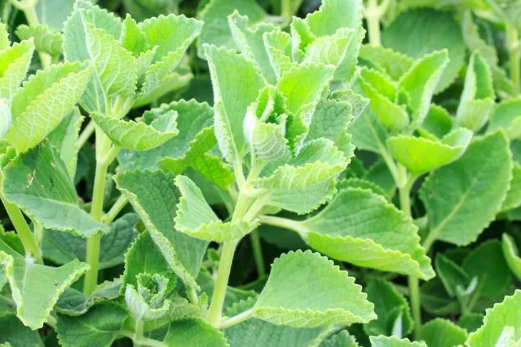toraf-mieta-pieprzowa-01g-kod-producenta-t2474