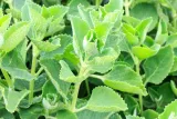 toraf-mieta-pieprzowa-01g-kod-producenta-t2474