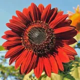 toraf-slonecznik-ozdobny-red-sun-2g-styl-ogrod-japonski-ogrod-nowoczesny-ogrod-skalny-ogrod-srodziemnomorski-ogrod-wiejski