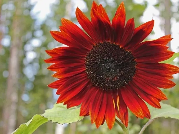 toraf-slonecznik-ozdobny-red-sun-2g-cykl-rozwojowy-rosliny-jednoroczna