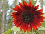 toraf-slonecznik-ozdobny-red-sun-2g-cykl-rozwojowy-rosliny-jednoroczna