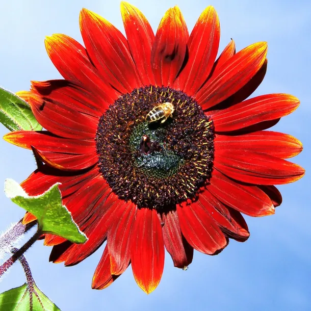 toraf-slonecznik-ozdobny-red-sun-2g-marka-toraf