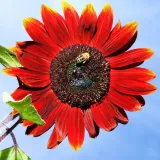 toraf-slonecznik-ozdobny-red-sun-2g-marka-toraf