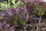 toraf-trawa-cytrynowa-01g-marka-toraf