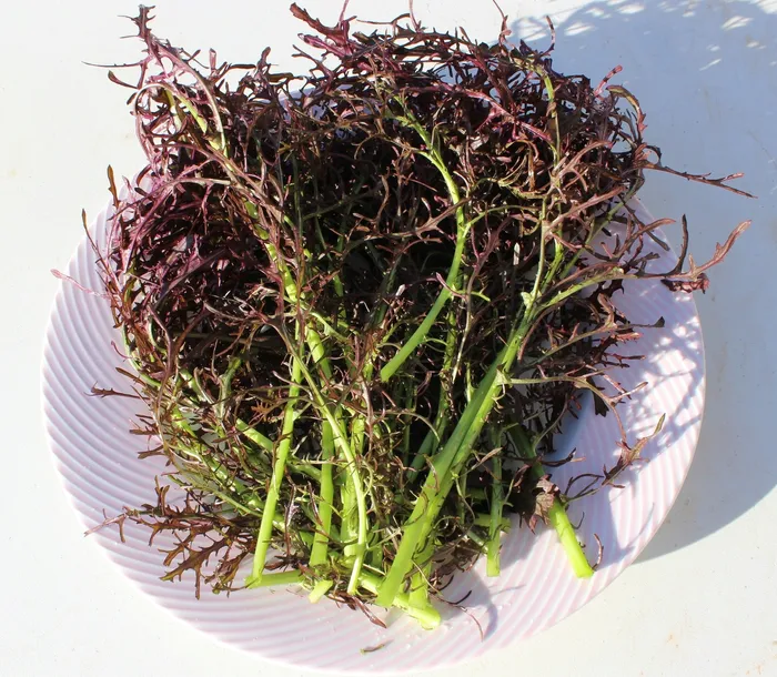 toraf-trawa-cytrynowa-01g-kod-producenta-t4768