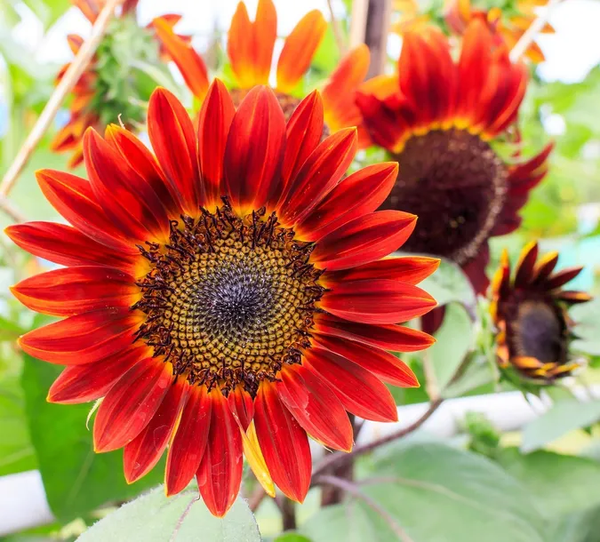 toraf-slonecznik-ozdobny-red-sun-2g-nazwa-lacinska-helianthus-annus